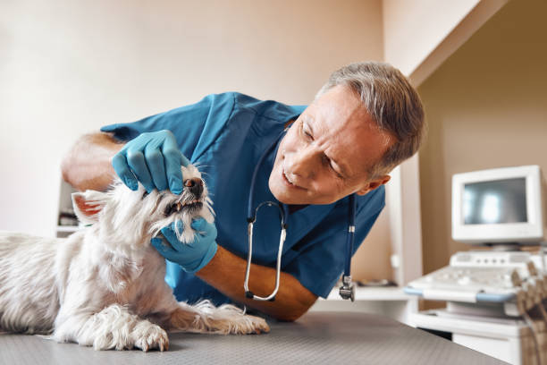 Best Emergency Root Canal Therapy in Harlem Heights, FL